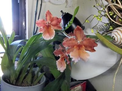 Please help me identify this orchid.