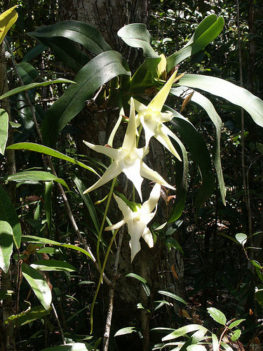 Angraecum sesquipedale growing wild in Madagascar