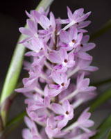 Ascocentrum christensonianum Ascocentrum christensonianum