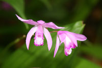 Bletilla striata, the Chinese Ground Orchid