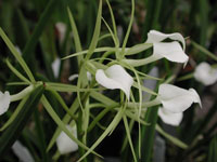 Brassavola Little Stars Brassavola Little Stars