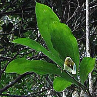 Catasetum macrocarpum
