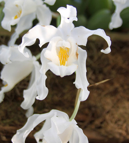 Coelogyne cristata