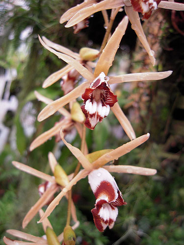 Coelogyne pulverula