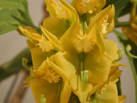 Cycnoches herrenhusanum Cycnoches herrenhusanum