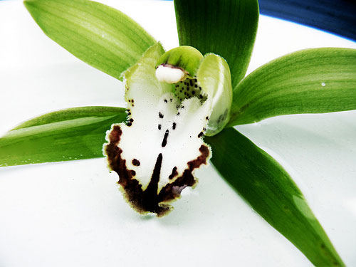 Cymbidium grandiflorum