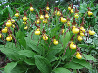 Cypripedium parviflorum, the Small Yellow Lady Slipper Cypripedium parviflorum, the Small Yellow Lady Slipper