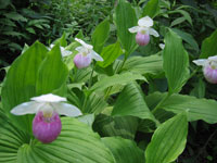 Cypripedium reginae, the Showy Lady Slipper