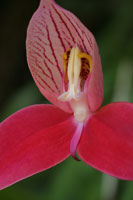 Disa uniflora Disa uniflora