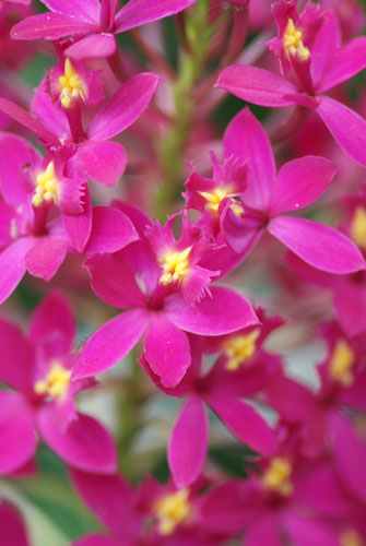 Epidendrum Star Valley 'Violet Queen'