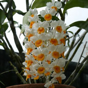 Dendrobium Orchid Care