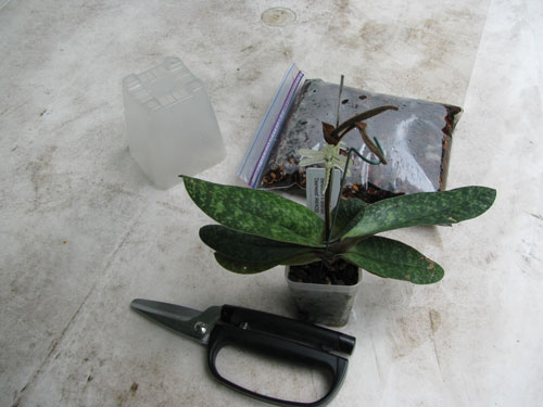 Gathering materials to repot an orchid