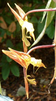 Gongora meneziana Gongora meneziana