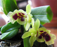 Haraella retrocalla Haraella retrocalla