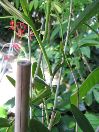 Keikis on an Epidendrum Keikis on an Epidendrum