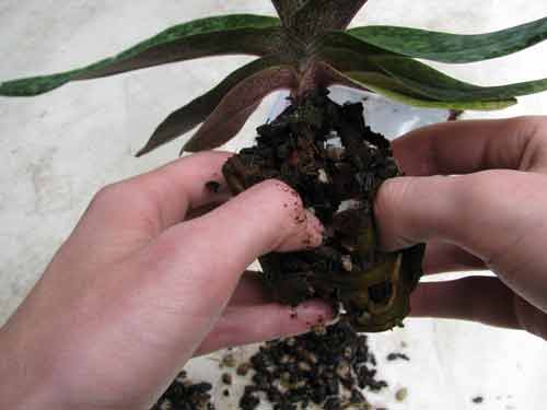 Separating an orchid's roots from its potting mix