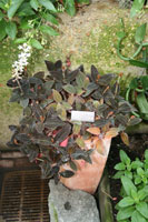 Ludisia discolor, the Jewel Orchid Ludisia discolor, the Jewel Orchid