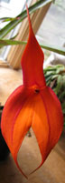 Masdevallia veitchiana