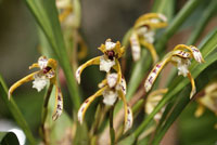 Maxillaria picta, a Tiger Orchid