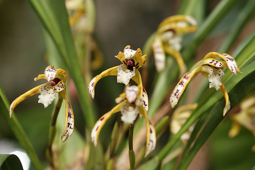 Maxillaria picta