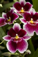 Miltoniopsis Hajime Ono, a Pansy Orchid