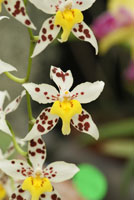 Odontoglossum Shungetsu