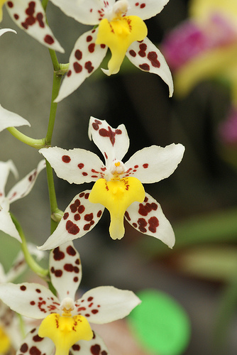 Odontoglossum Shungetsu 'Cyndi's Pick' HCC/AOS