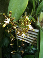 Oncidium lindleyi Oncidium lindleyi
