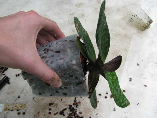 An orchid turned on its side to show that the potting mix is packed densely enough to keep the plant steady