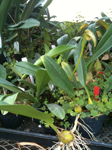 Oxalis weeds in a Bulbophyllum lobii