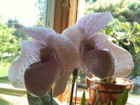 Paphiopedilum Vanda M. Pearman Paphiopedilum Vanda M. Pearman