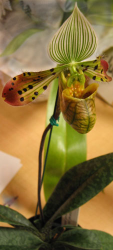 Paphiopedilum orchid