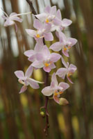 Phalaenopsis equestris Phalaenopsis equestris