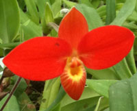 Phragmipedium besseae Phragmipedium besseae