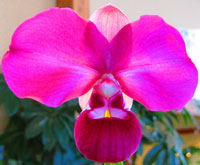 Phragmipedium kovachii Phragmipedium kovachii