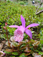 Pleione limprichtii, a Peacock Orchid
