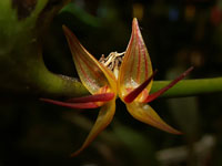 Pleurothallis crescentillabia