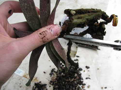 Pruning off dead orchid roots during repotting