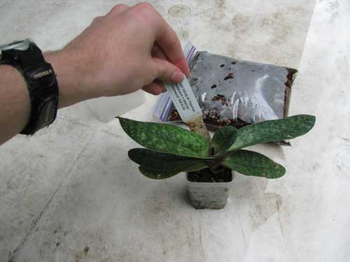 Removing the nametag from Paph. Vanda M. Pearman in preparation for repotting