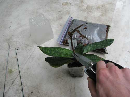 Trimming off the orchid's old flower stem