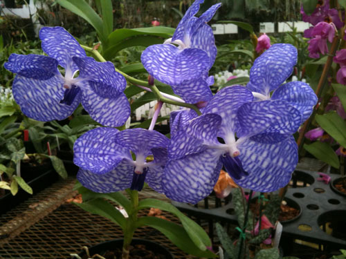 Vanda coerulea supra