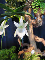 Angraecum equitans