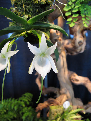 Angraecum-equitans.jpg