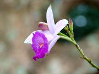 Arundina graminifolia, the Bamboo Orchid
