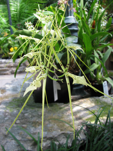 Brassia gireoudiana