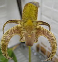 Bulbophyllum lobii