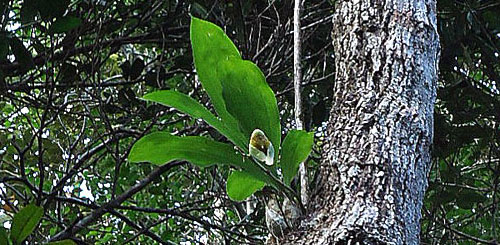 Catasetum macrocarpum