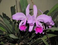 Cattleya labiata