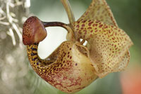 Coryanthes macrantha