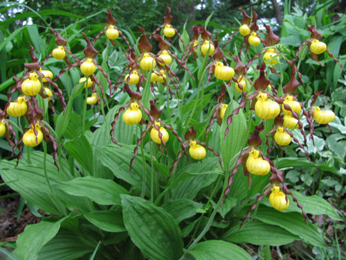 Cypripedium parviflorum